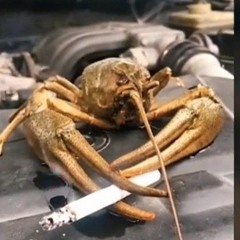 műşïč