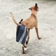 ELE É DEBOCHADO