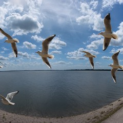 Thoughts in the Wind