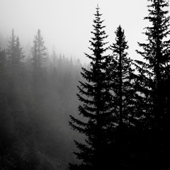 pensive reflections of the black forest