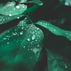 Rainforest Sounds for Sleeping