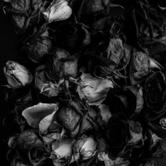 Flowers In The Dungen