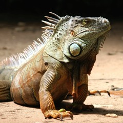 Iguana