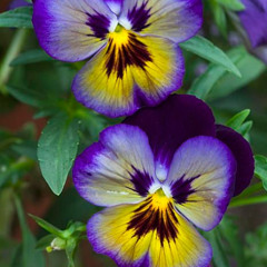 PROGRAMA  - VIVER A LITURGIA - 3º Domingo do Advento | Domingo - 14.12.2025