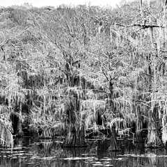The Witch's Wooden Tower