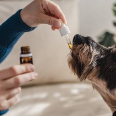 Cannabis verlangsamt bei Tieren Alterungsprozesse im Gehirn