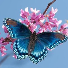 you give me butterflies