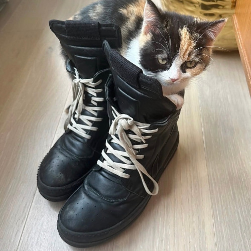 TRYNA GET DOWN (feat. carrot)