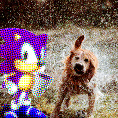 JAAK dogintherain