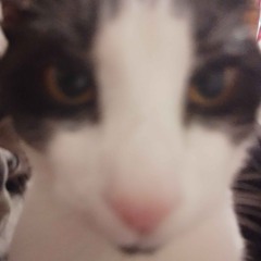 Pezet - Hollywood Smile