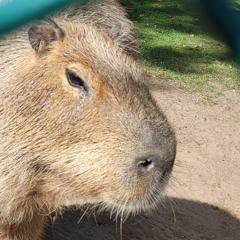 i saw a capybara yesterday (After Party Remix)