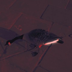 AMOONS - CUM VOMIT (HONK VIP) CLIP