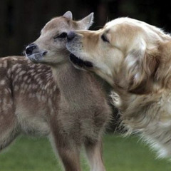 how could a dog like me love a doe like her