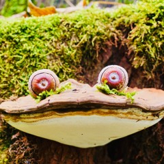 Wooden Frog (Remix)