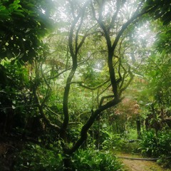 Untitled Playlist