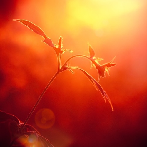 Prelude No. 1 (The Well-tempered Clavier, BWV 846, Johann Sebastian Bach)