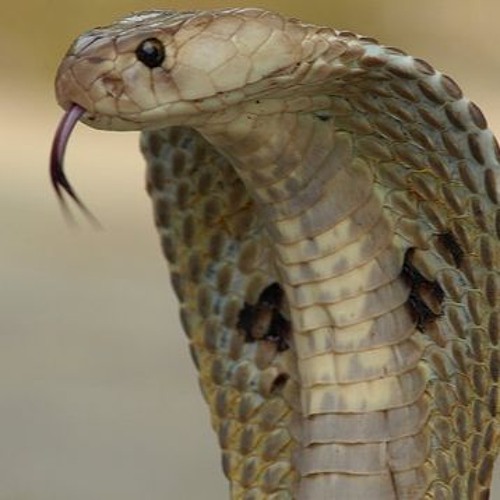 Loopsinc - Cobra reign