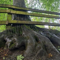 For the Trees