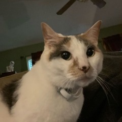 TRAGIc LIes ft siwel