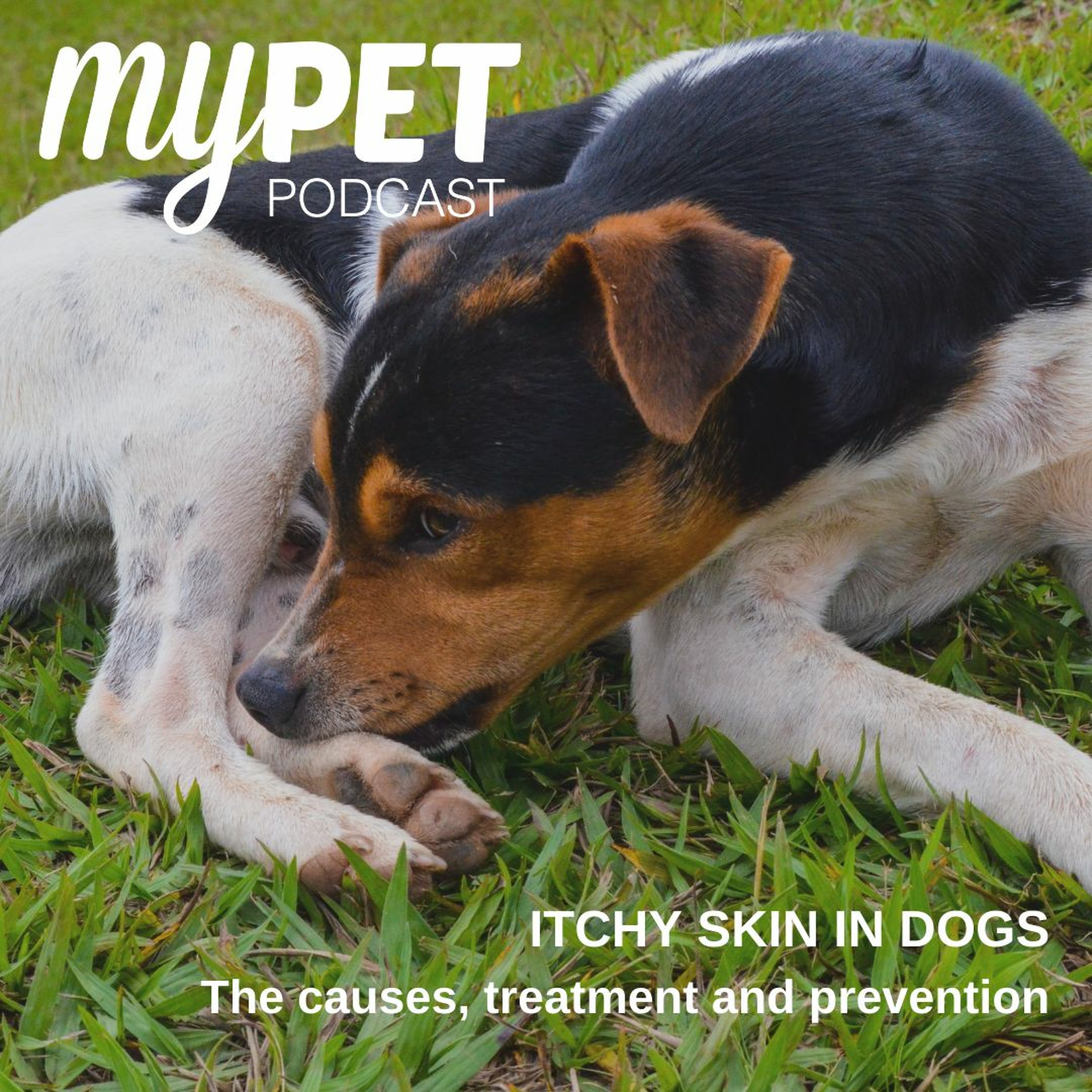 Itchy Skin In Dogs: The causes, treatment and prevention episode artwork