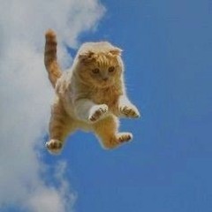 fly in the void