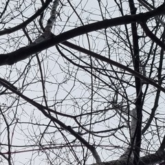 Thawing