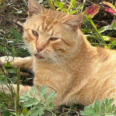 Я еду на такси