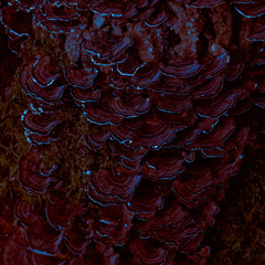 Mycelium March 2