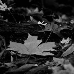 Last Leaves of Autumn   Zleepyfred "speedup 0.85 "