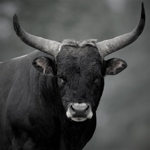 Taureau Kill (2015 UNRELEASED) -prod. Ikaz-