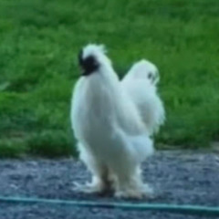 top flip one two three four FLIGHTLESS BIRDS