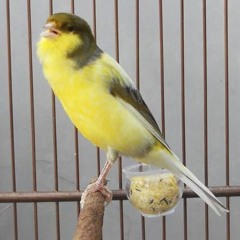 Canary Bird - اقوى تغريد كناري للتسميع و تهييج الاناث للتزاوج صوت رقم 11
