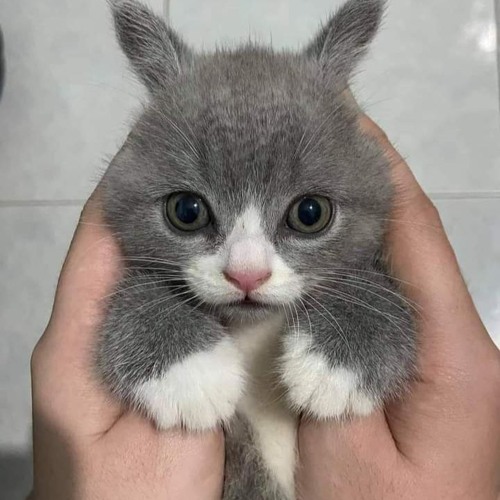 STEP ASIDE (remastered)