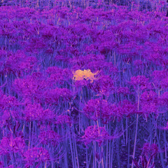 Hikko 2025 late summer mix