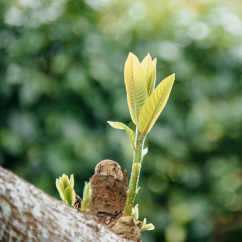 Starting Again (feat. Fr. Harris)