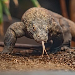Komodo Dragon Freestyle