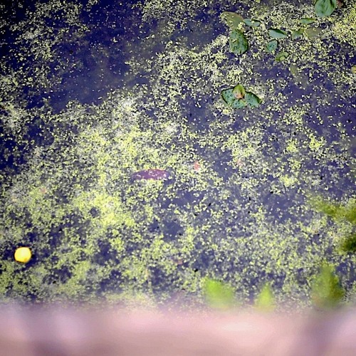 Underwater STRIDULATIONS