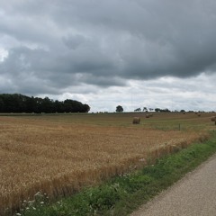 Ciel Gris Sur Champs Dorés