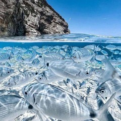 режу вены ем стены