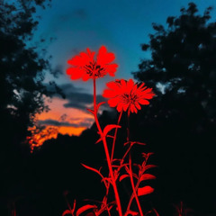 Rules (prod thankswwr)