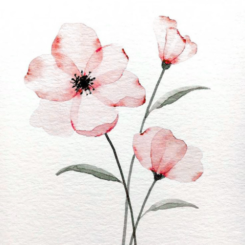 Rose (Single Version)