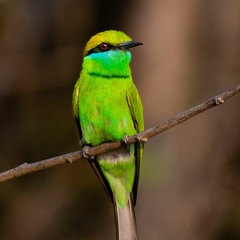Curious Birds (nature documentary, tasking, cute, busy)