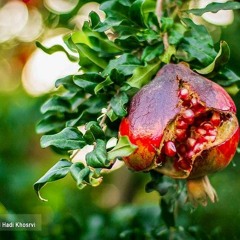 شای داڵاهوو_ناسر ڕەزازی