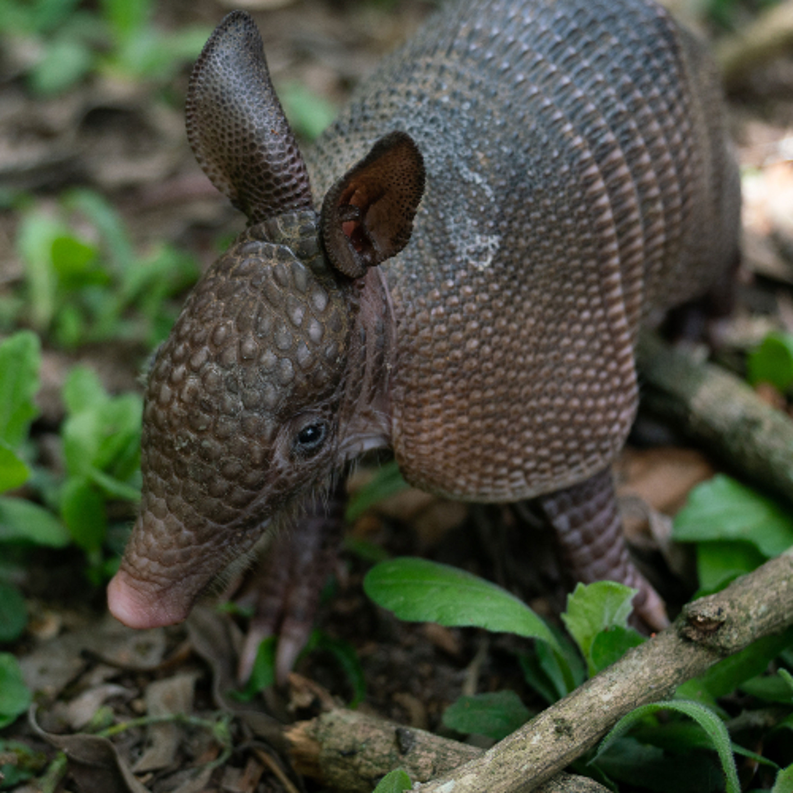 Embosquecerse - Biodiversidad episode artwork
