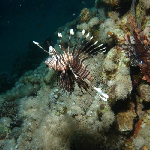 Andybaylor  background mode FREE DOWNLOAD