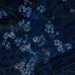 Semaine 2-A : Forget me not