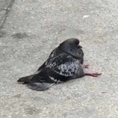 fat pigeon