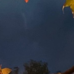 -Leaf