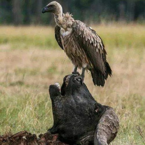 BeezyB - Jujitsu [2wo2imes]