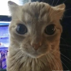 ł Ⱨ₳₮Ɇ ɎØɄ